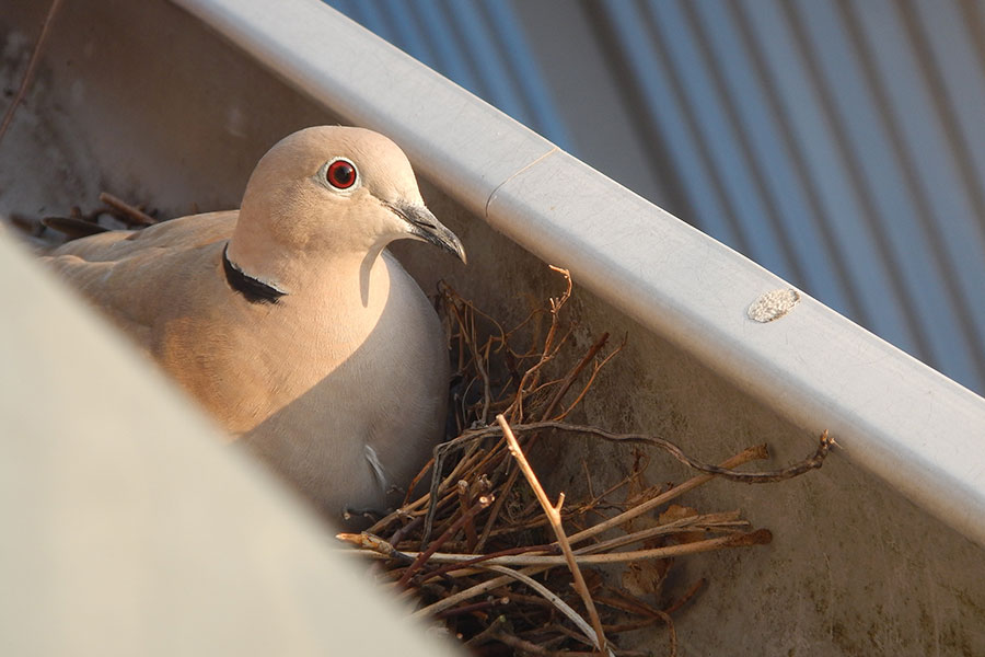 : A mother bird sitting on top of her nest inside a Springfield, IL home gutter.